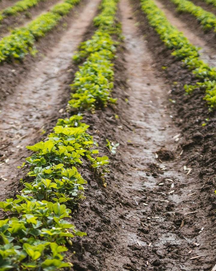 Rows of young crops growing on a farm in Lusaka, Zambia