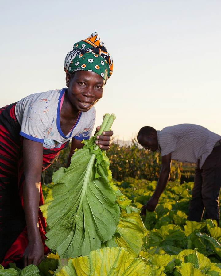 A farmer harvesting leafy greens in a field in Malawi